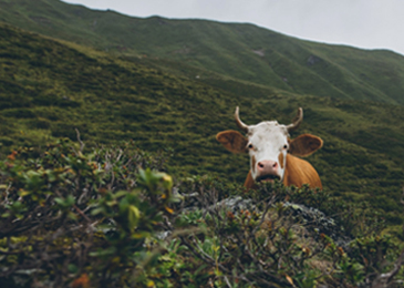 The importance of processing